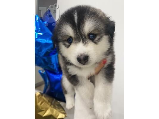 PoulaTo: Διατίθενται όμορφα κουτάβια Pomsky.